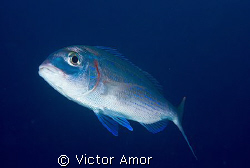 Fish portrait by Victor Amor 